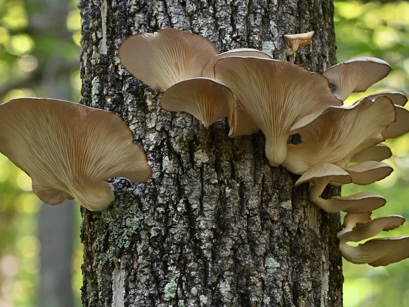 Oyster mushrooms on tree