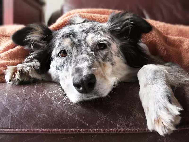 Dog under blanket