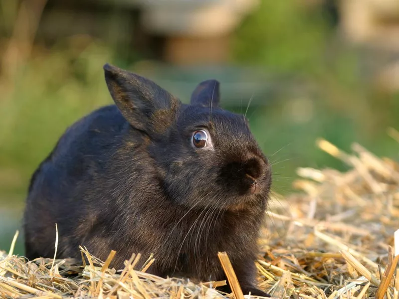 Scared bunny