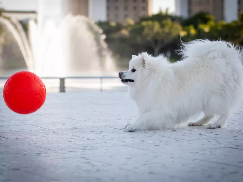 Puppy playing with ball