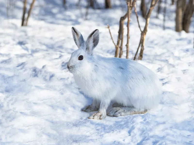 Snowshoe Hare