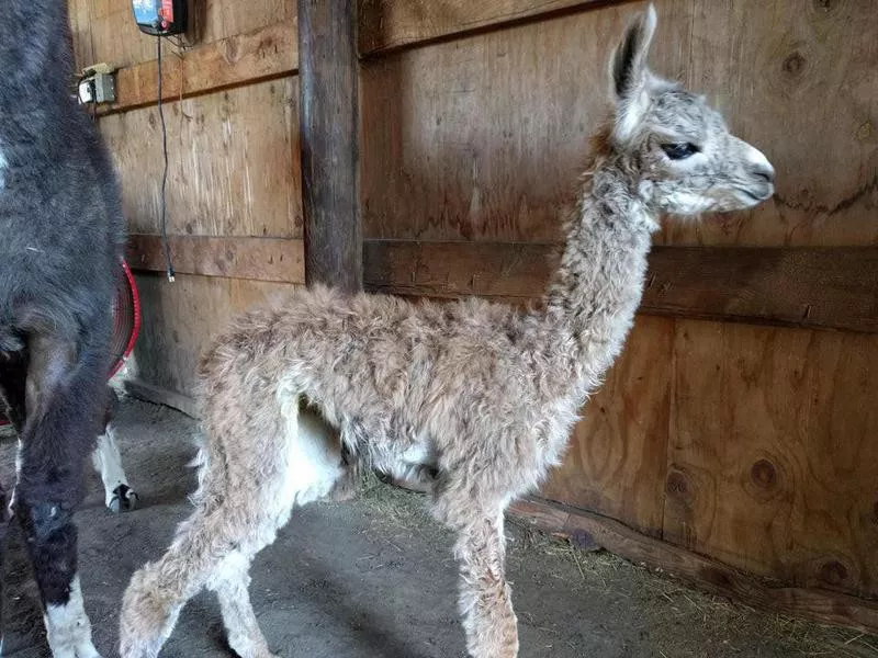 baby huarizo