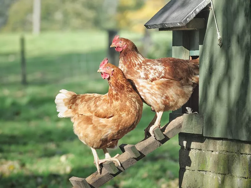 Hens on a Henhouse Ladder