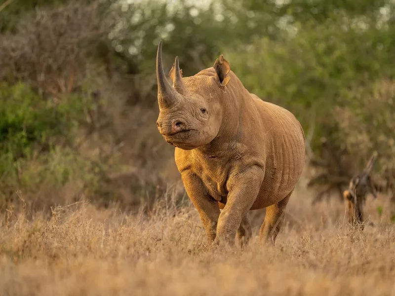 Black rhino stands watching camera in clearing