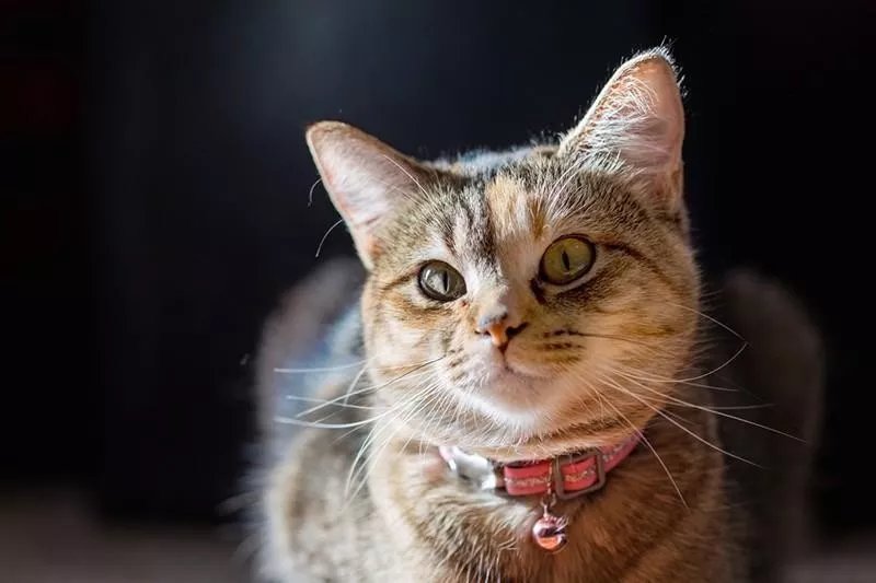 Cat wearing collar