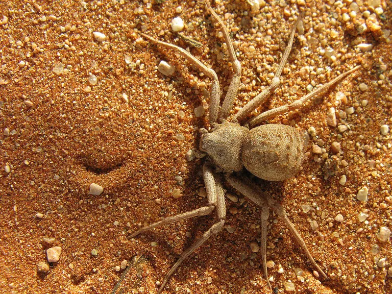 Six-Eyed Sand Spider