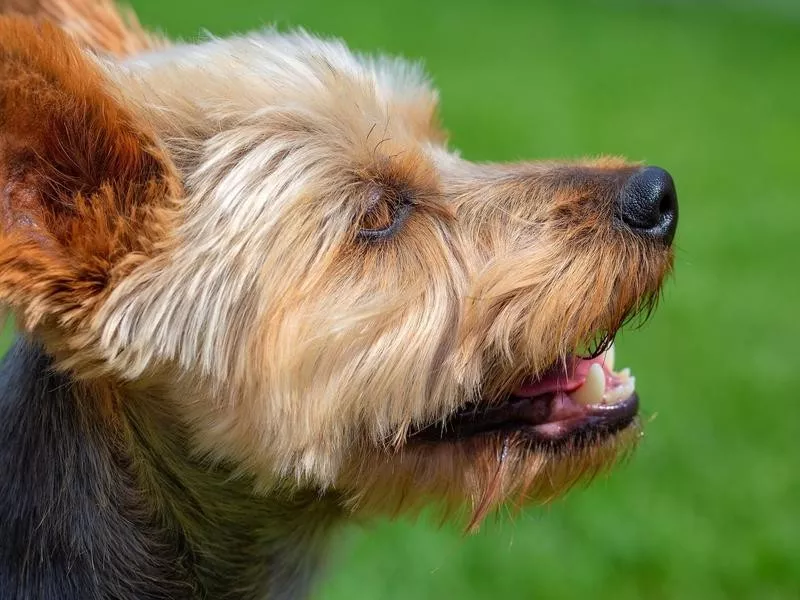 Silky Terrier