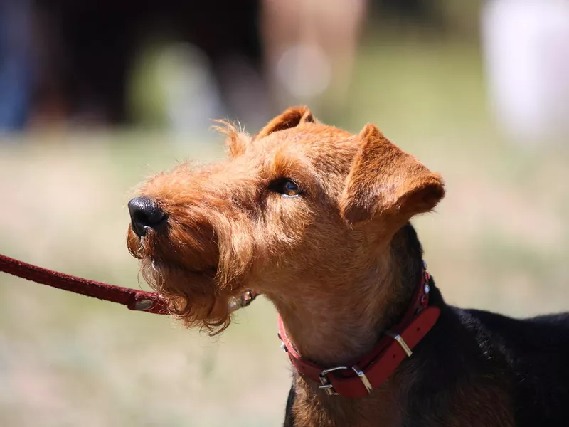 Welsh Terrier