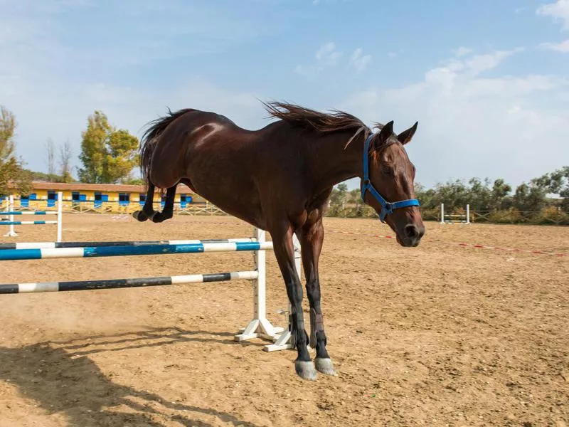 Standardbred jumping