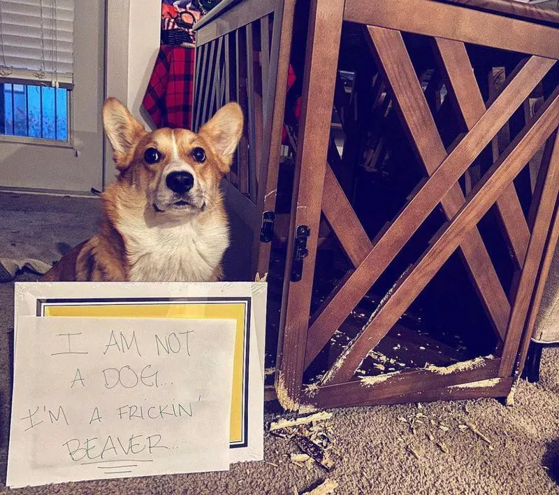 Funny corgi eats wood