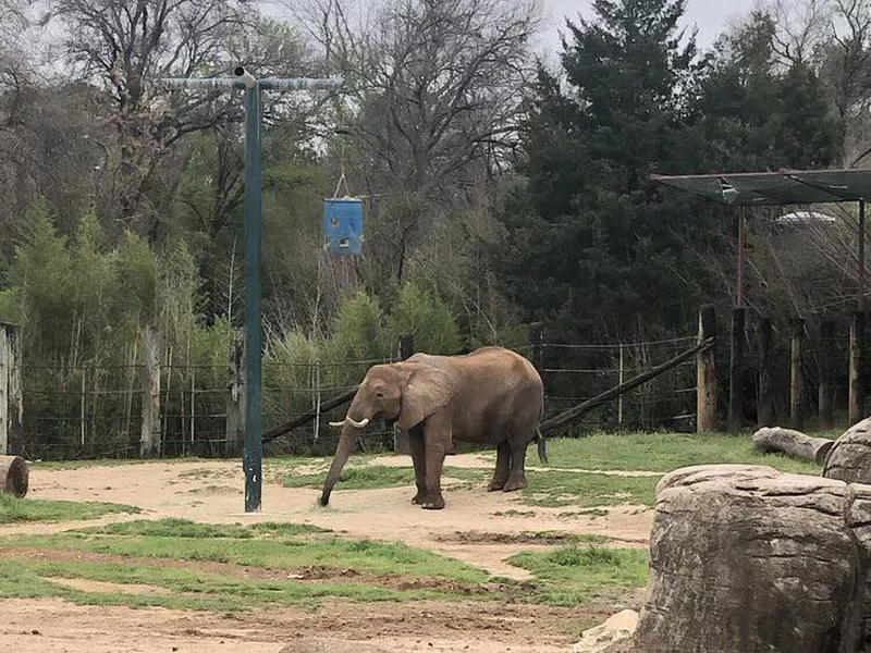 Elephant Exhibit