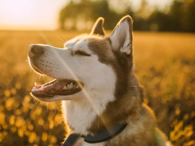 Husky enjoying the walk