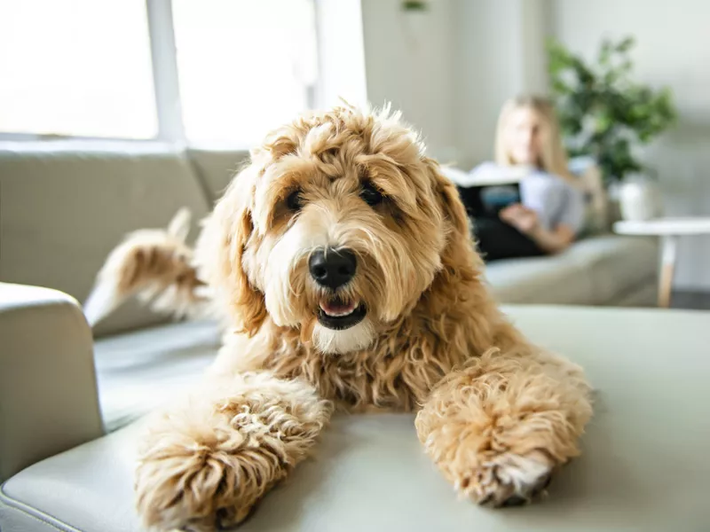 Labradoodle