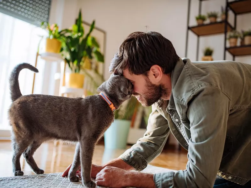 Handsome millennial man cuddling cat after work