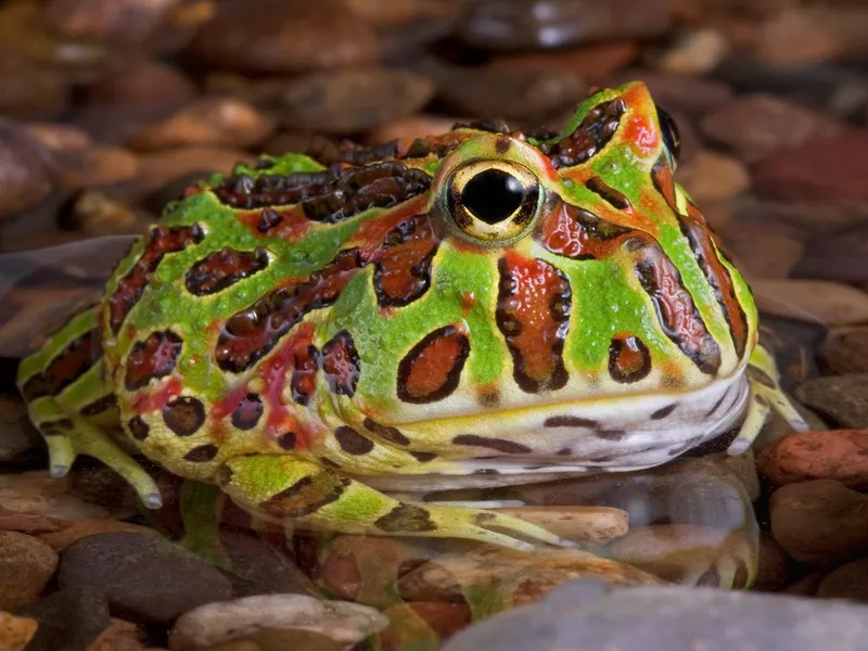 Frog In Rocky Pond