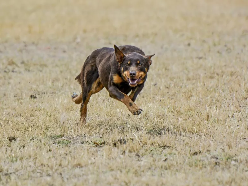 Australian kelpie sheep dog