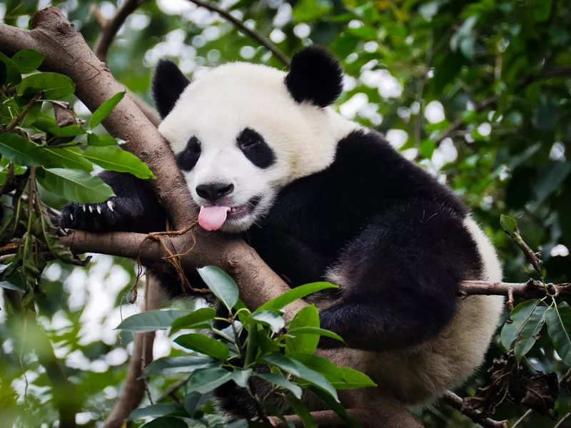 World Wildlife Day