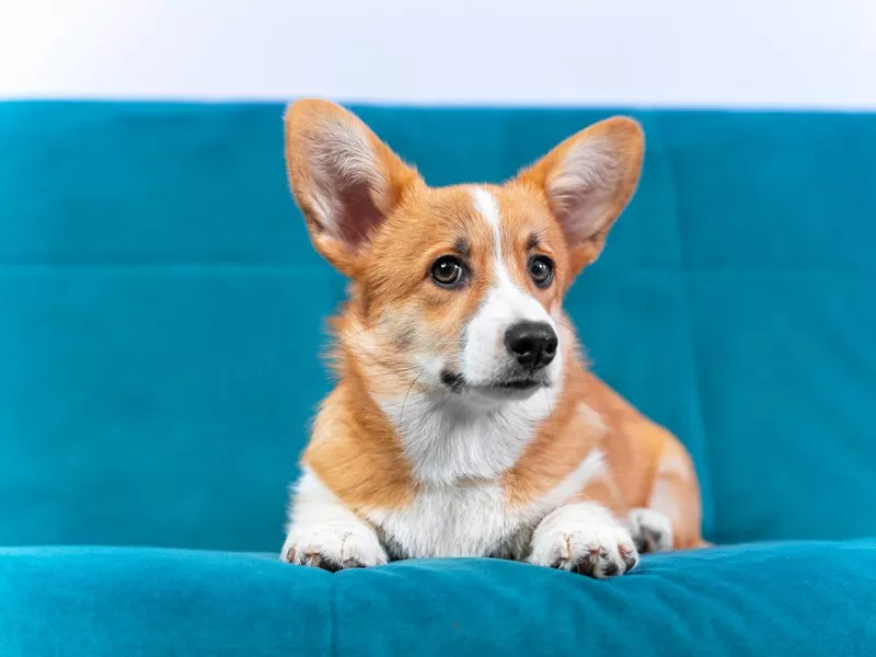 Portrait of funny Welsh corgi Pembroke or cardigan puppy of red color with suspicious look, who is obediently lying on blue couch, front view, copy space. Big-eared pet poses for advertisement