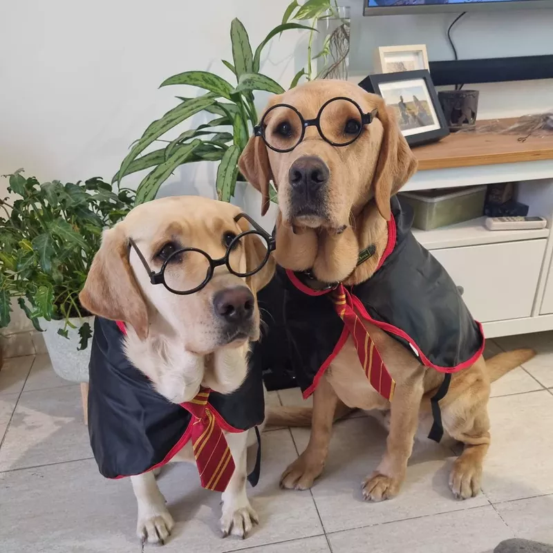 Coomour Halloween Dog Costume