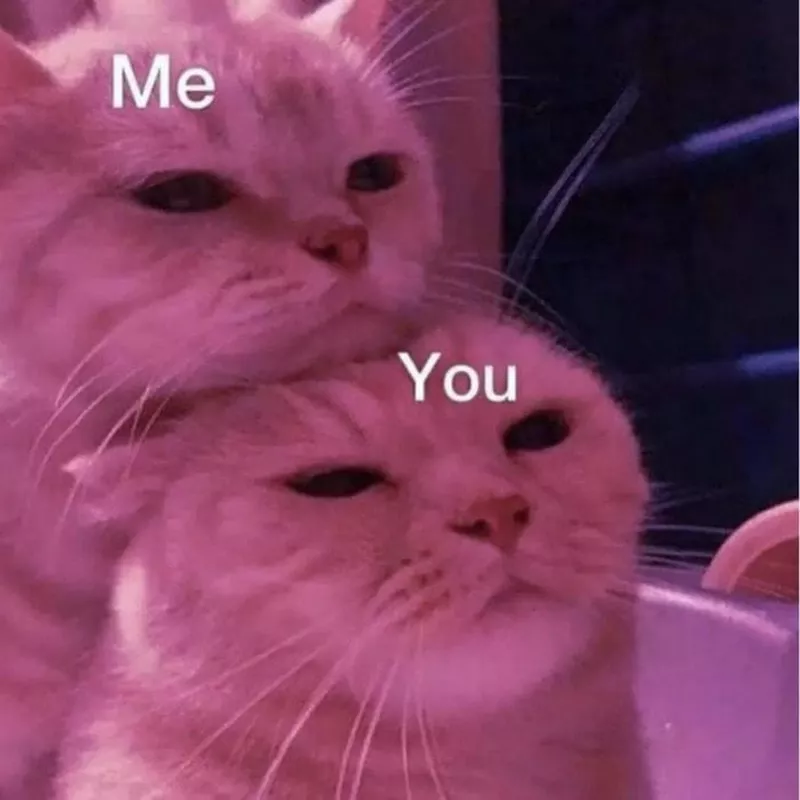 Two bored cats