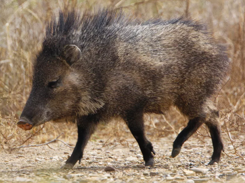Javelina walking in the desert