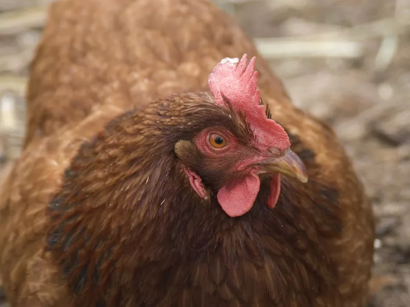 New Hampshire Red Hen Chicken