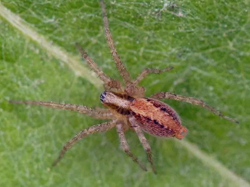 Corner Funnel Weaver Spider