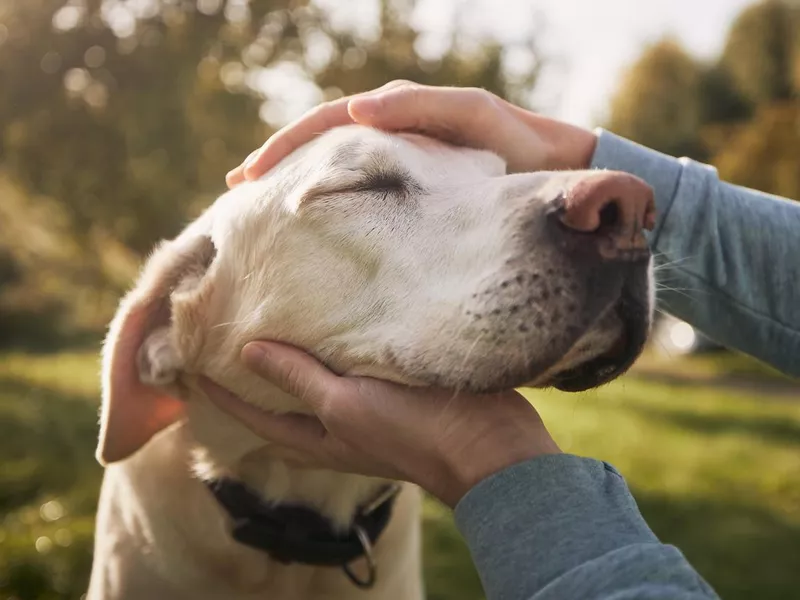 Man stroking his dog