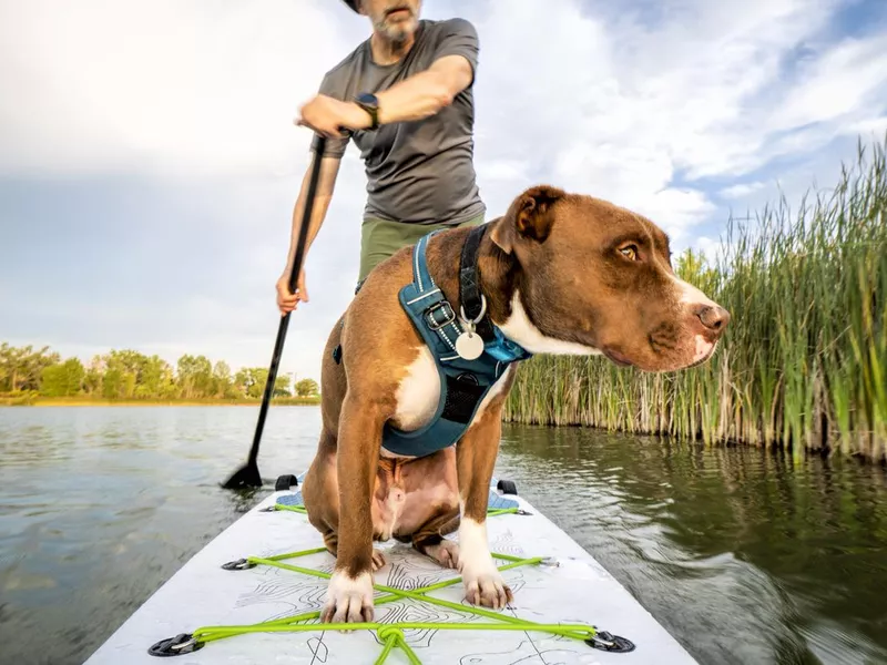 stand up paddling with a pitbull dog