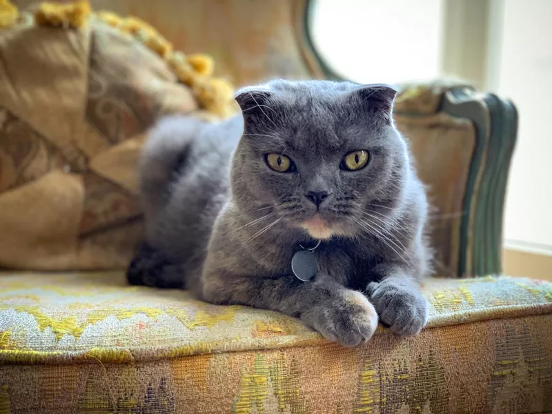 Scottish fold cat relaxing on antique chair