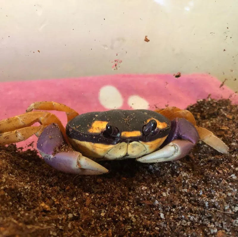Halloween Moon Crab