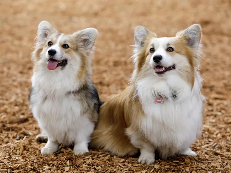 Two trained Pembroke Welsh Corgi females puppies