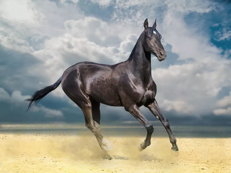 Akhal-Teke