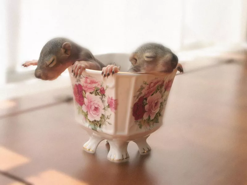 Baby Squirrels