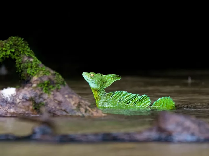 Plumed green basilisk