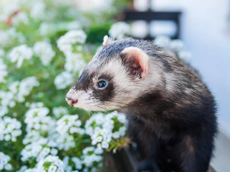 Ferret
