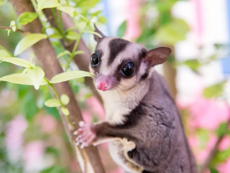 sugar glider climbing tree