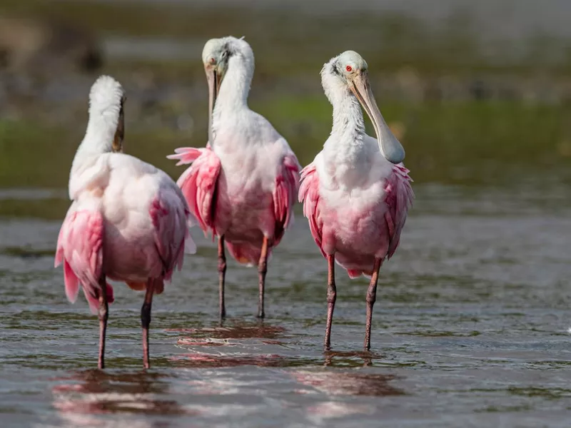Group of roseate spoonbills