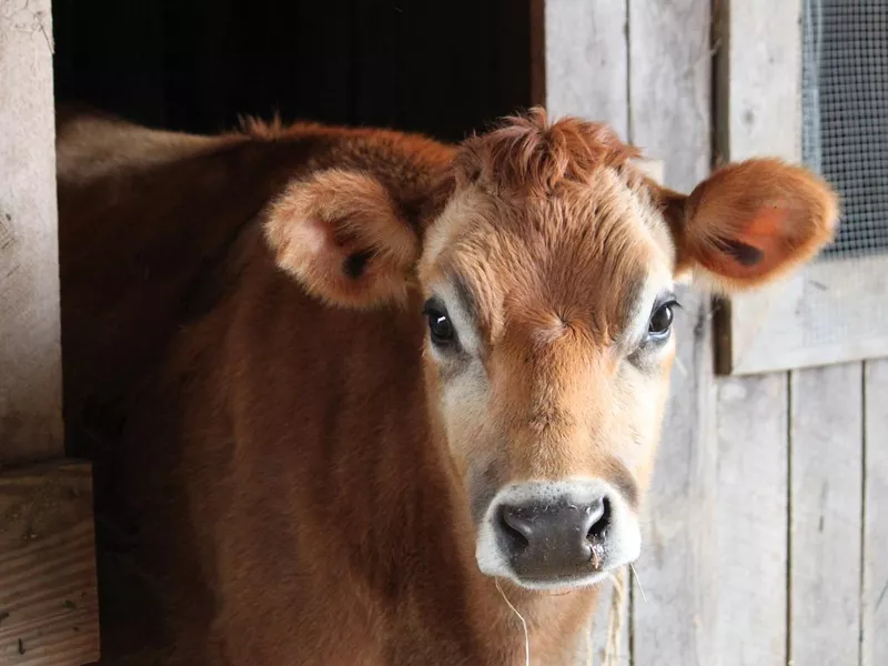 Jersey Cow in Barn
