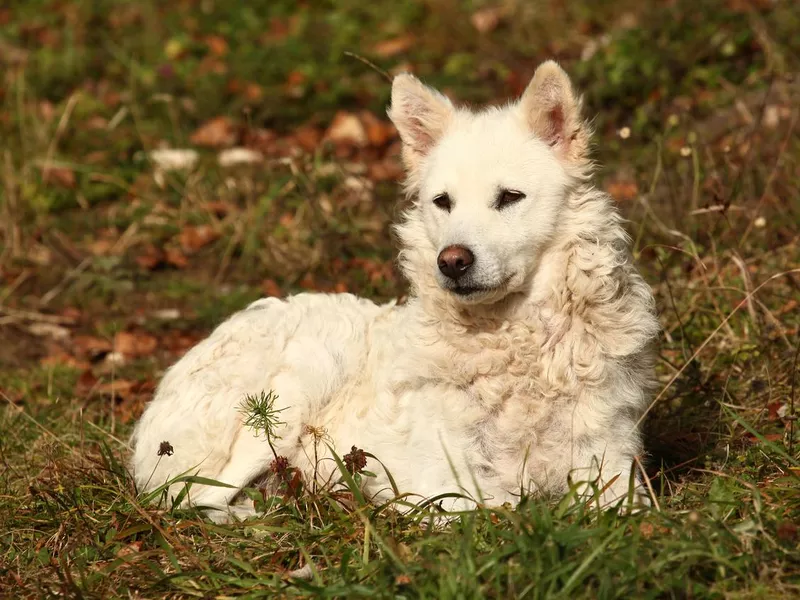 Hungarian Mudi sitting in field