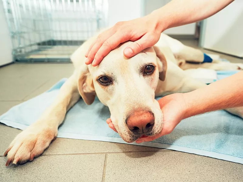 Old dog in veterinary clinic