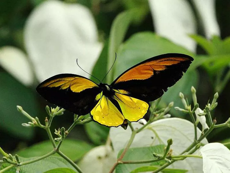 Wallace’s Golden Birdwing