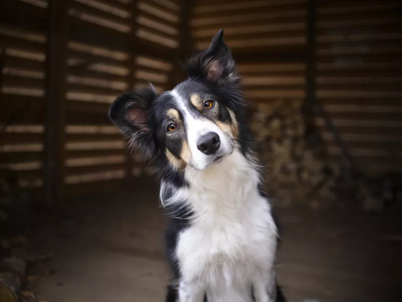 Border Collie