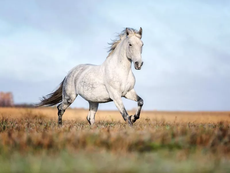 Arabian white
