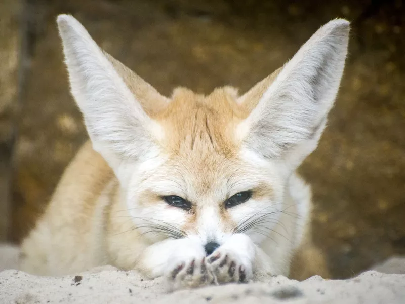 Fennec Fox