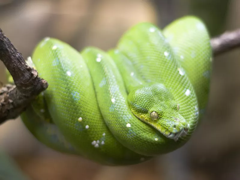 Green Tree Python