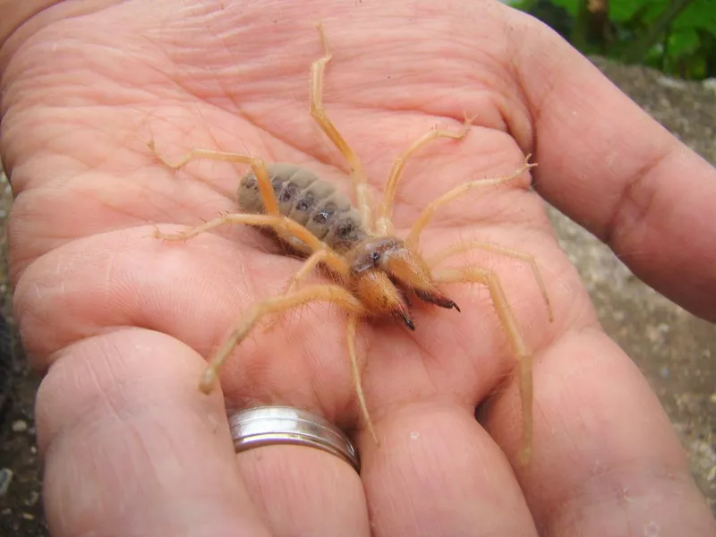 Camel Spider