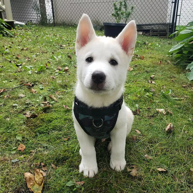 Bottom Line: Husky Akita Mix