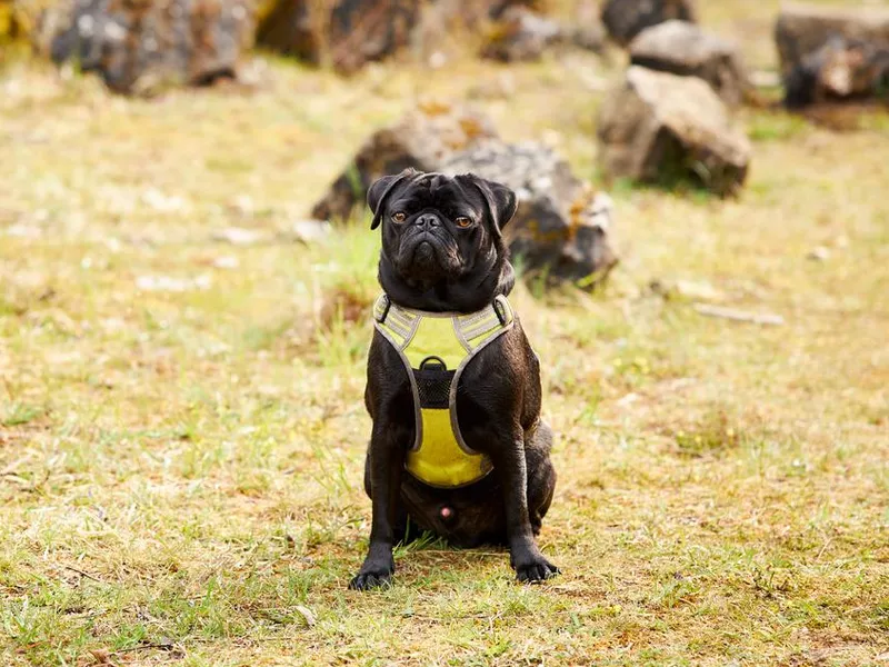 Pug
