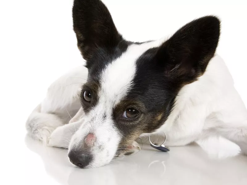 dog with ringworn